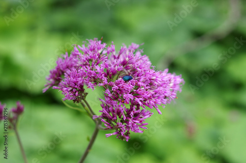 Scarabée turquoise sur une fleur lila - 3