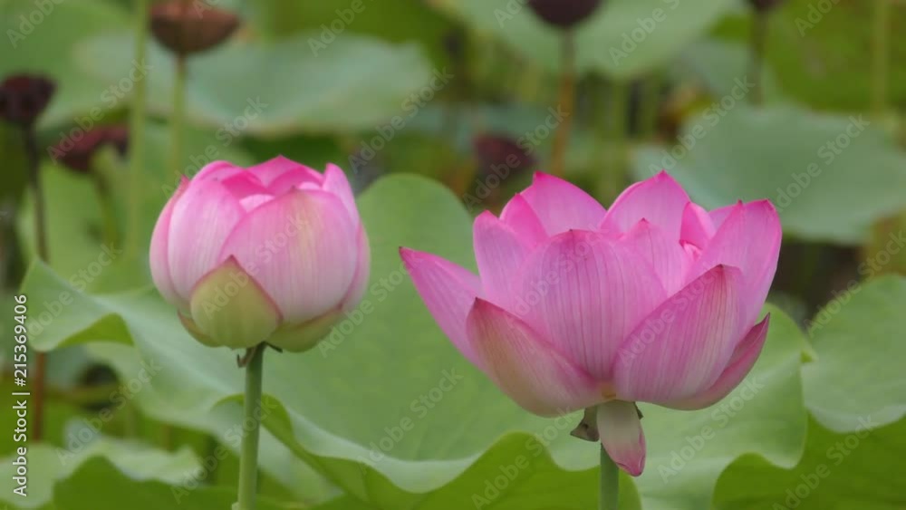 公園のハスの花