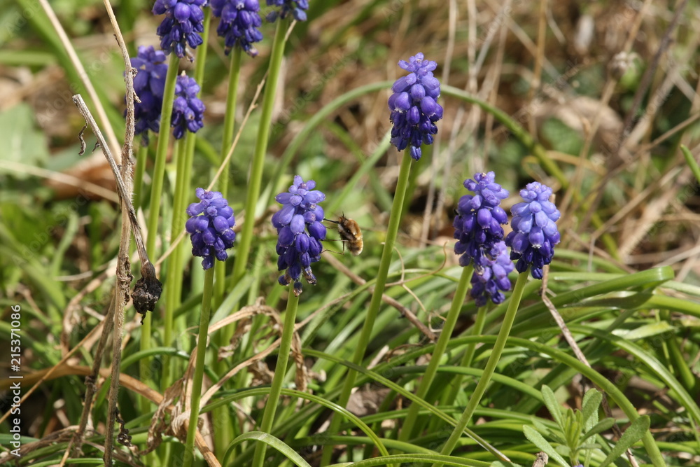 Muscari d'Arménie (Muscari armeniacum) Muscari d'Arménie (Muscari armeniacum)