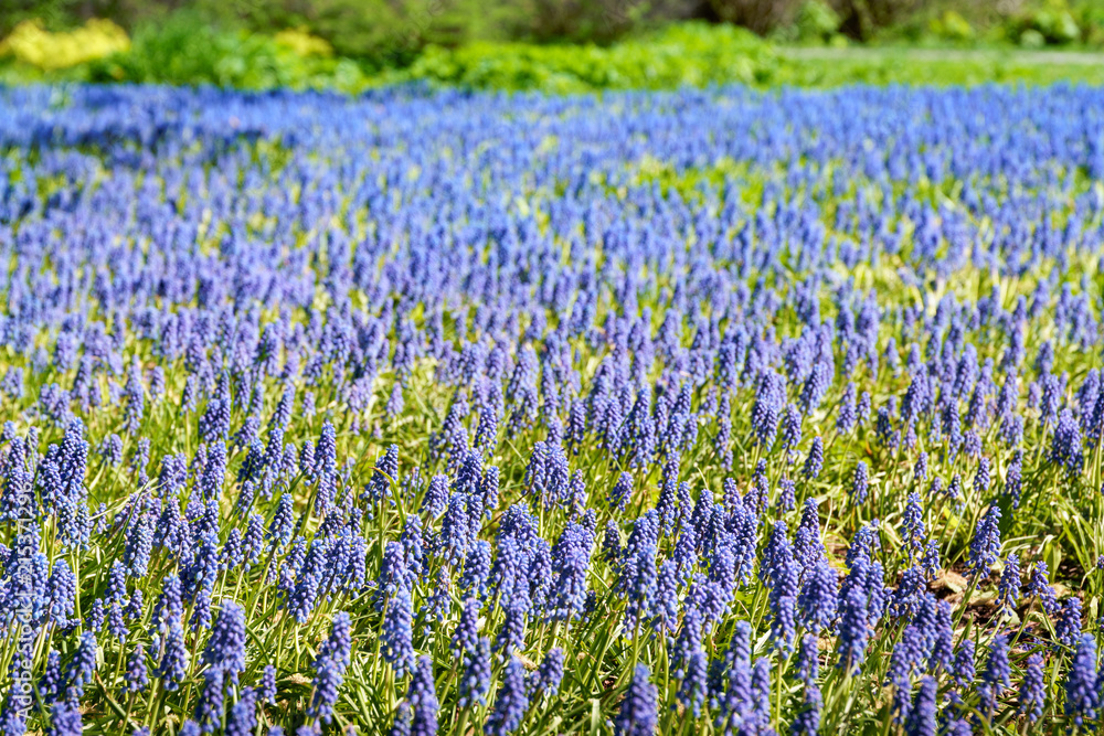 Fototapeta premium clearing of blue flowers