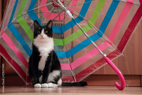 funny cat under a colorful umbrella