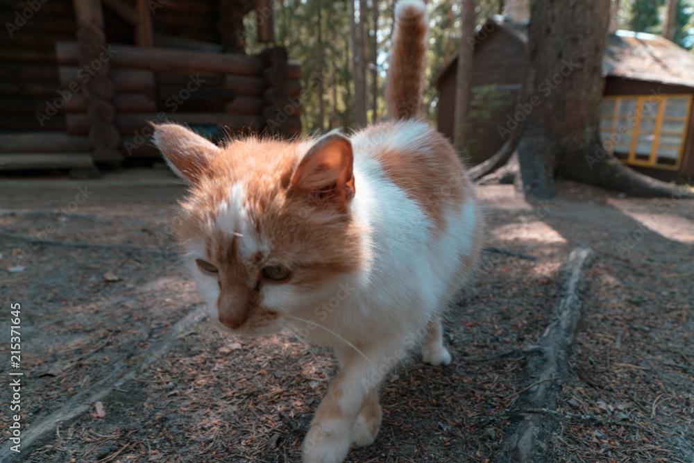 funny red cat funny red cat