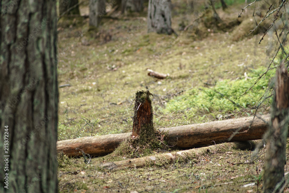 Obraz premium In the Valdai Forest