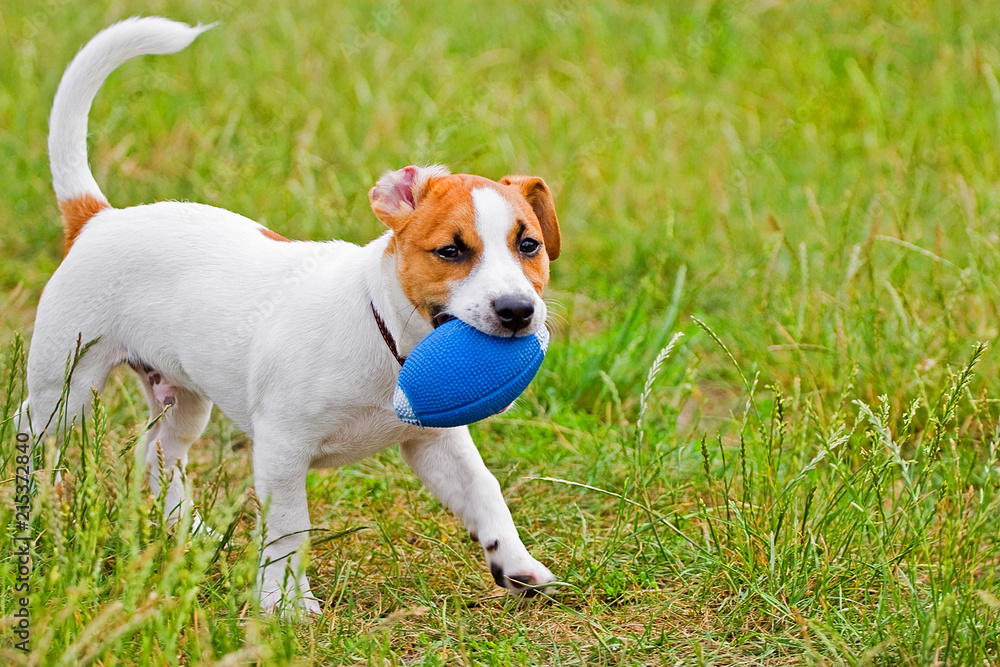 Jack Russell playing in the grass with the ball Jack Russell playing in the grass with the ball