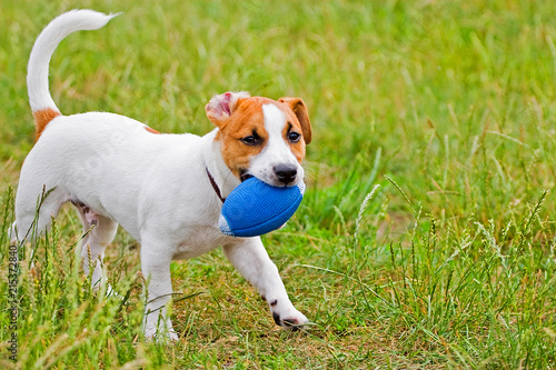 Jack Russell playing in the grass with the ball