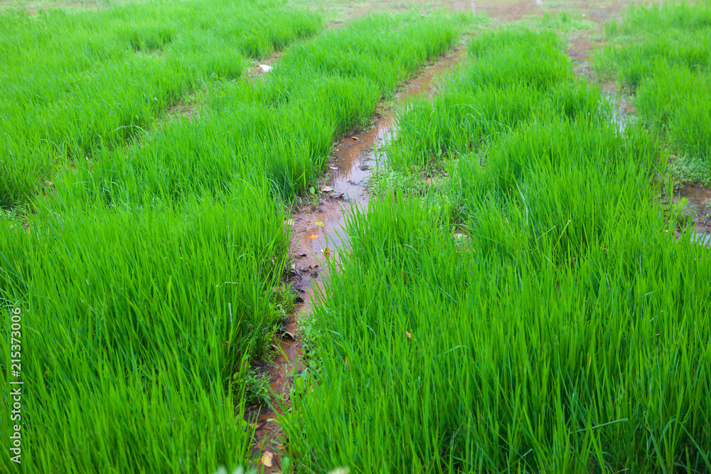 paddy field paddy field
