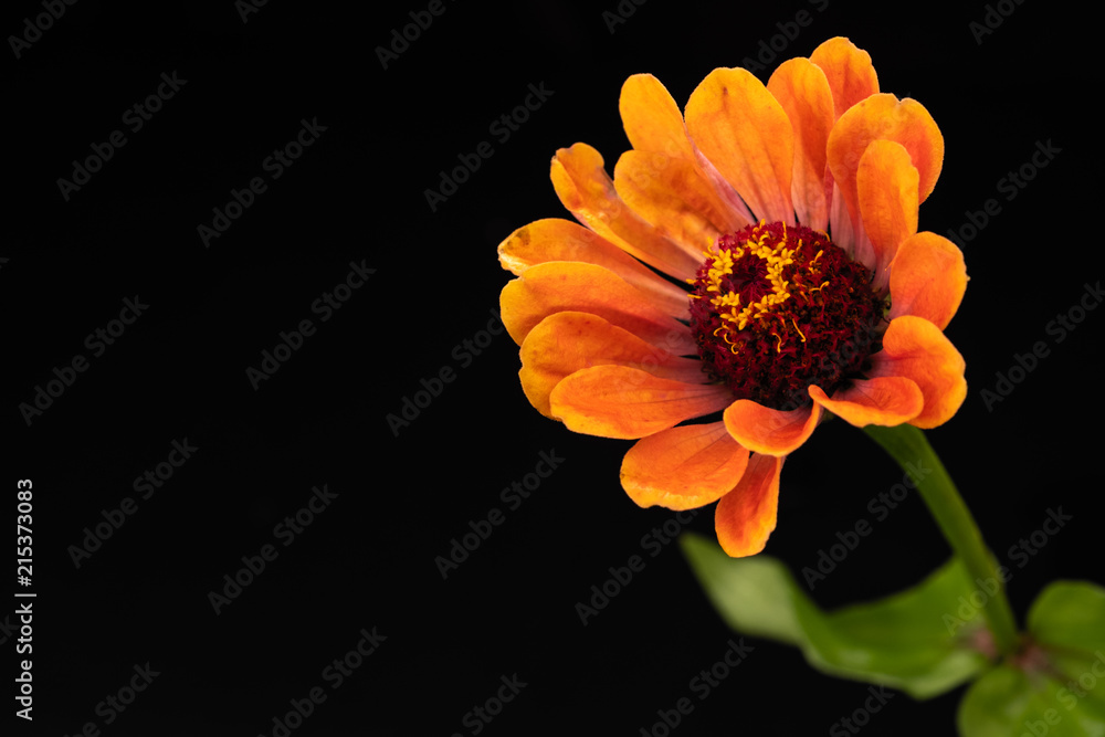 The flower of the zinnia major bright on a black background
