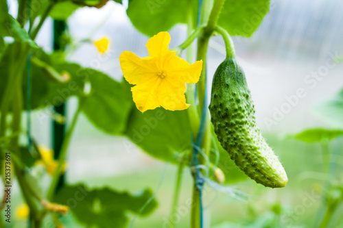 Young cucumber and yellow flower on a branch of a macro