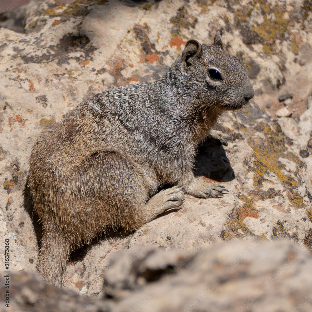 Abert's squirrel (Sciurus aberti) Abert's squirrel (Sciurus aberti)