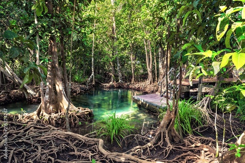 Wooden bridge to the jungle, Tha Pom Khlong Song Nam ,mangrove forest, Krabi,Thailand