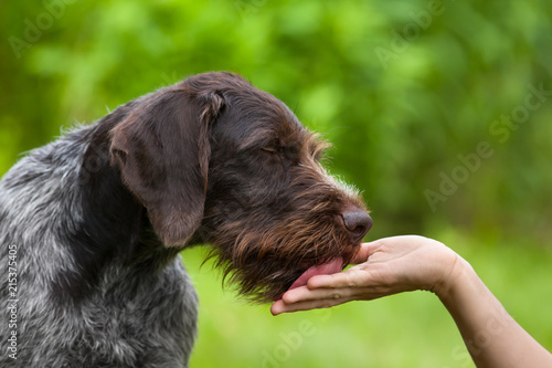 dog licking hand of woman