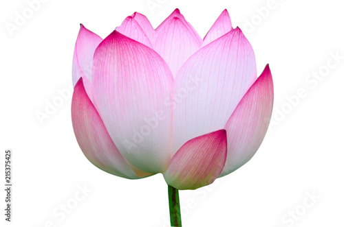 Lotus flower isolated on white background ,clipping path