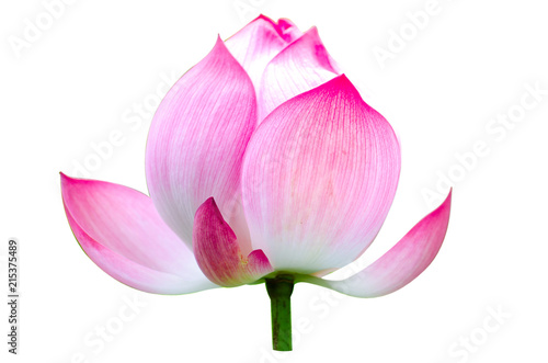 Lotus flower isolated on white background ,clipping path