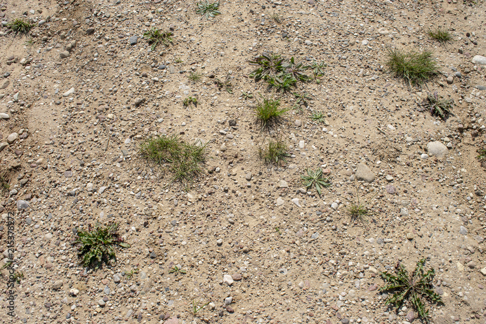 Naklejka premium Susza na drodze z kilkoma roślinkami