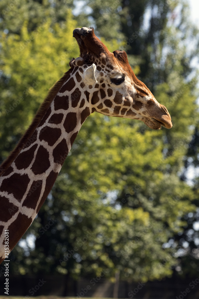 protected animals kept in a safari park protected animals kept in a safari park