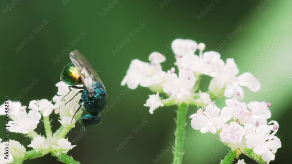Insect Chrysididae collects nectar on white flowers. Macro shot. Insect Chrysididae collects nectar on white flowers. Macro shot.