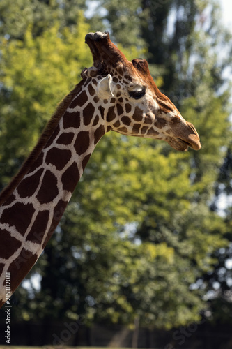 protected animals kept in a safari park © Tylinek