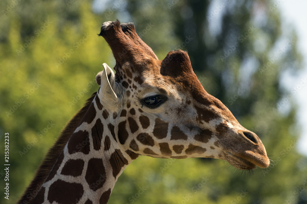 protected animals kept in a safari park protected animals kept in a safari park
