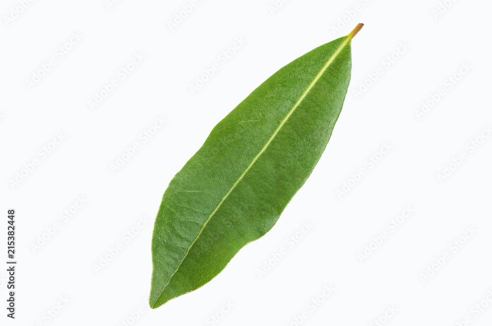 Raw green Laurel leaves Raw green Laurel leaves