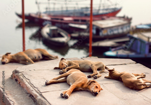 Canvas Print Stray dogs and puppies sleeping at riverbanks.
