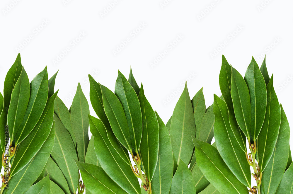 Obraz premium Raw green Laurel leaves