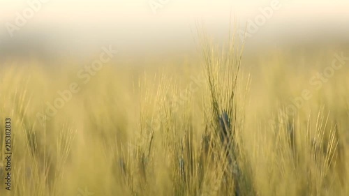 Wheat waving in the wind in beautiful golden light. photo