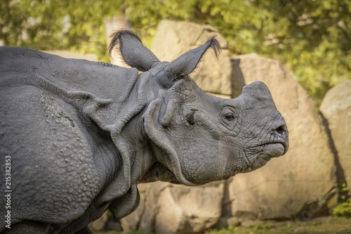 Huge Rhinoceros Walk © patrick