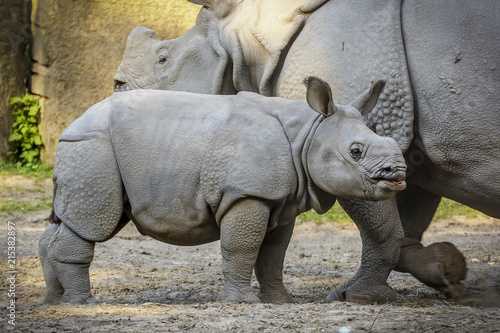 Rhinoceros Family Walk
