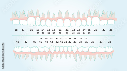 Dental row with number infographic illustration vector