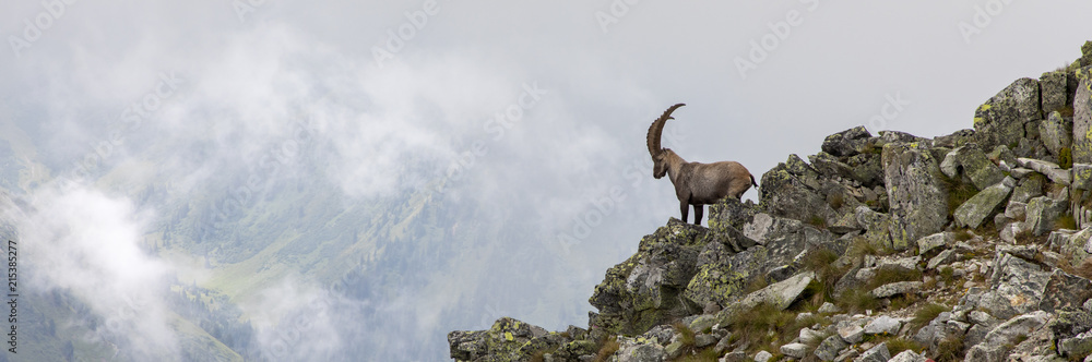 capricorn in the austrian alps, mountain boesenstein, styria, austria