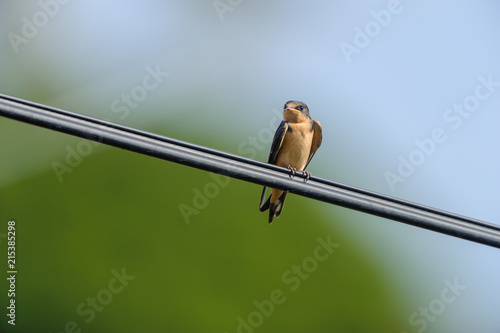 Barn Swallow (Hirundo rustica) perched on a wire  San Juan Cosala, Jalisco, Mexico photo