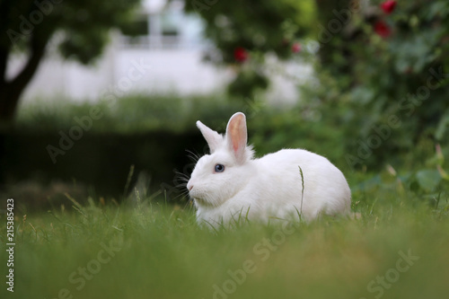 Weißes Kaninchen auf grünem Rasen
