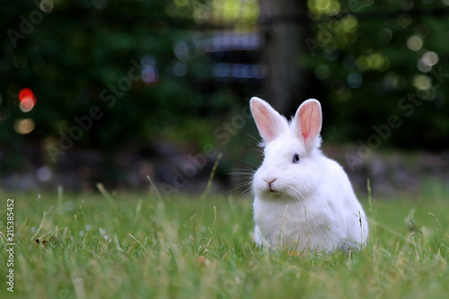 Weißes Kaninchen  auf grünem Rasen