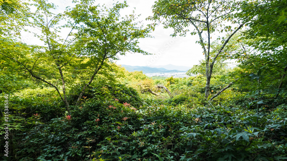 嵐山公園 嵐山公園