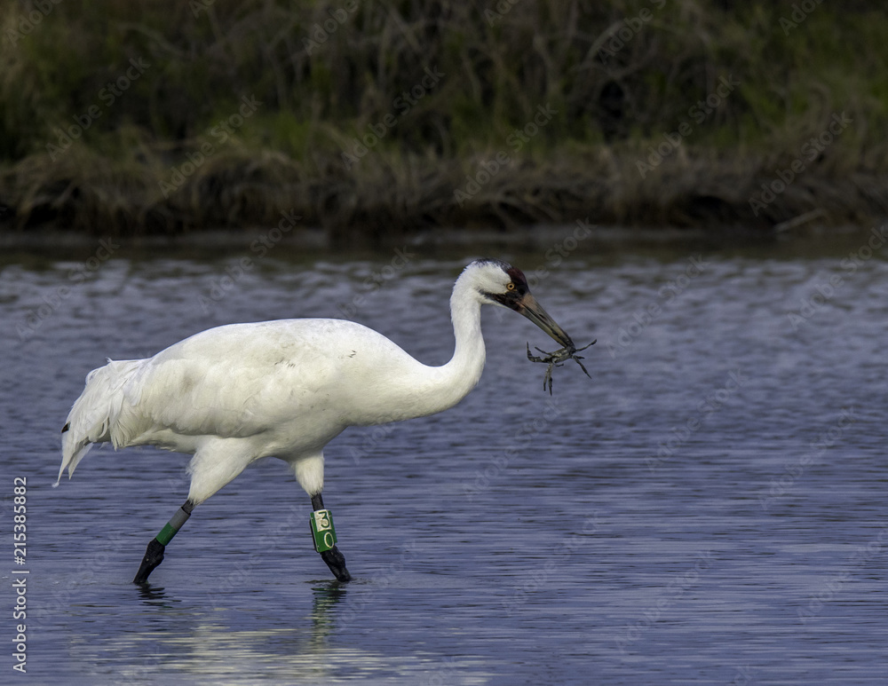 Obraz premium Whooping Crane with BLue Crab