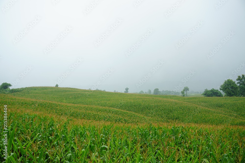 Corn field in the rainy season, cloudy and foggy in the sky