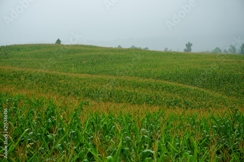 Corn field in the rainy season, cloudy and foggy in the sky