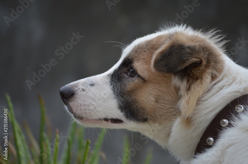 My Dog