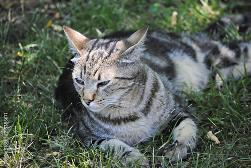 Wallpaper Mural Chat Torontodigital.ca