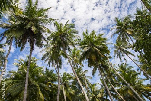 Cocnut palm trees of Maldives