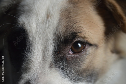 My Dog