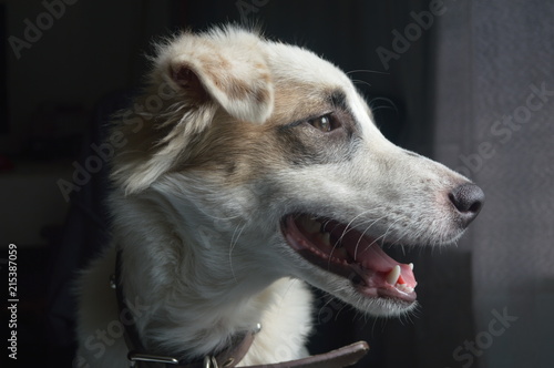 My Dog
