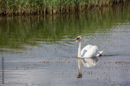 Beautiful swan paddling in the river at Newport wetlands in south Wales, UK photo