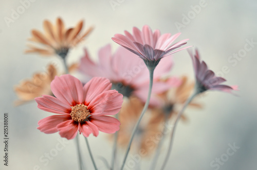 Bukiet pastelowych kwiatów
