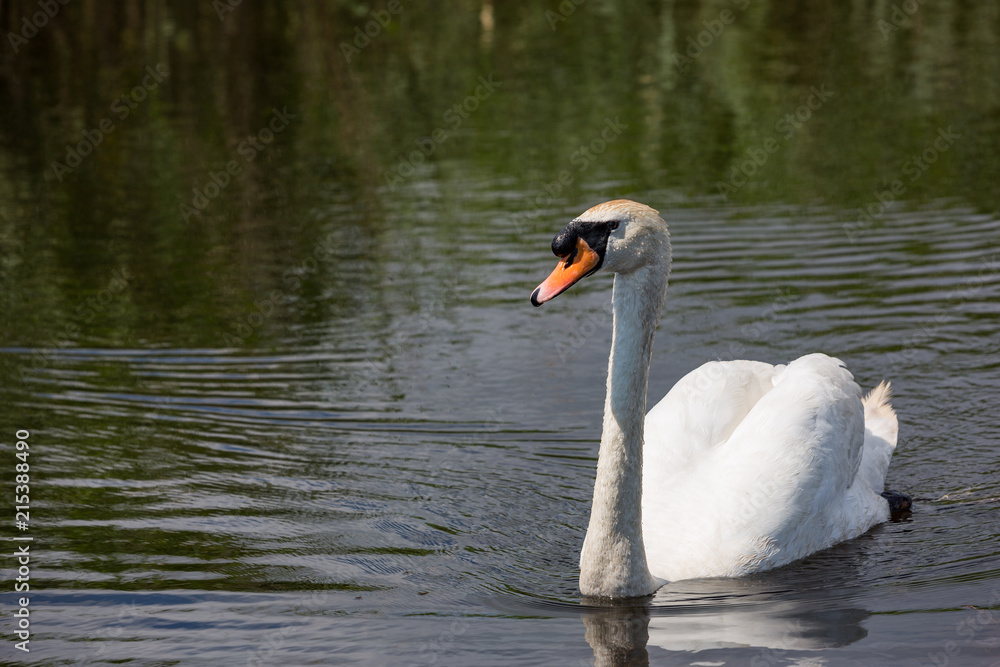 Obraz premium Beautiful swan paddling in the river at Newport wetlands in south Wales, UK