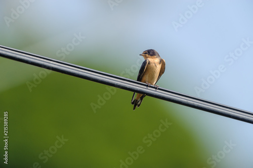 Barn Swallow (Hirundo rustica) perched on a wire  San Juan Cosala, Jalisco, Mexico photo