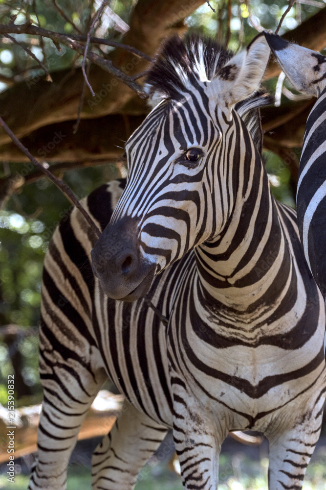 Fototapeta premium beautiful wild animals in safari