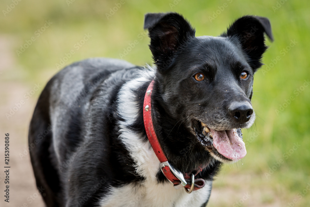 Cute Collie mongrel cross dog with big tongue playing in a Welsh country lane