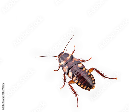 young cockroach insect isolated on white background