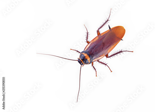 cockroach insect isolated on a white